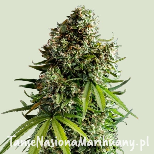 nyc-sour-d-automatic.jpg