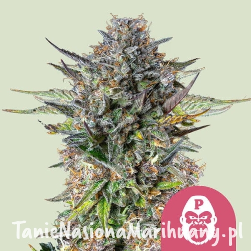 pink-gorilla.jpg