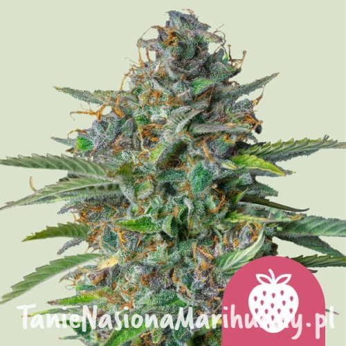 strawberry-cough.jpg