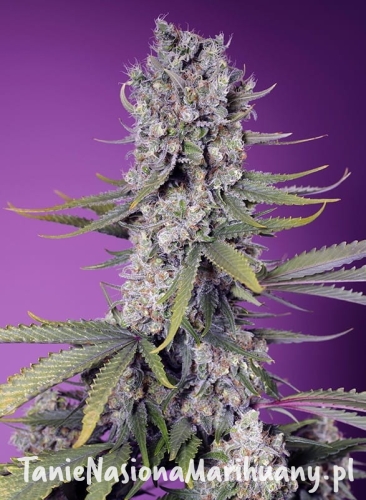 papaya-zoap-f1-fast-version-1.jpg