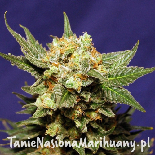 strawberry-Haze-Autoflowering-taniesianie.jpg
