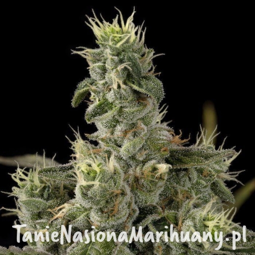 886f66ab1b33aff156f292c15f14b876