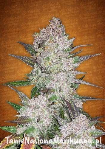 887643fea54b9be641159e5e0d52d19c