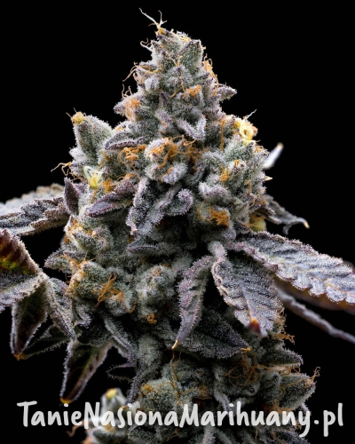 gmo-cookies_1_182885.jpg