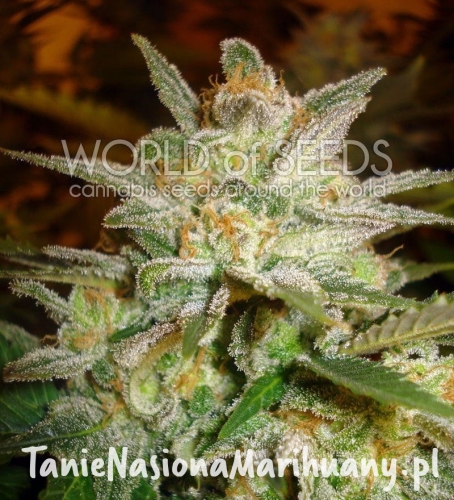 889bd87d38b582046de04a6eed58932b