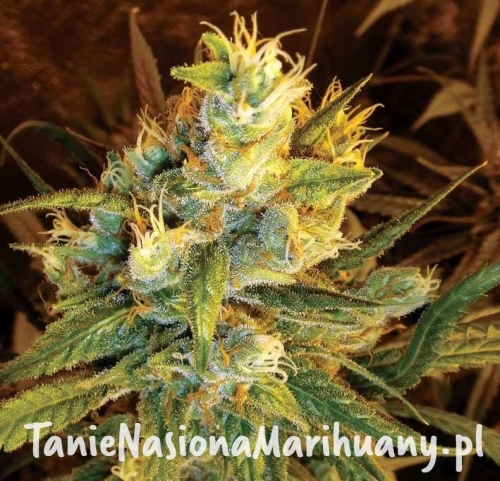 88a34a19c8ed383844d0432016a269ab