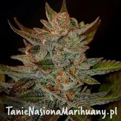 88fed6d249da429761b05c560d0609ea