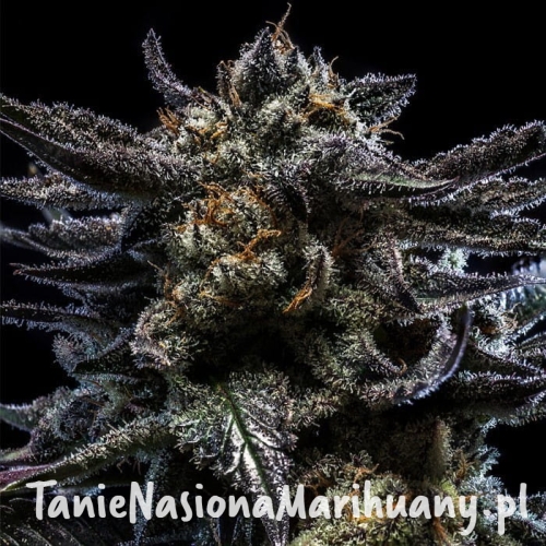 zombie-kush-auto-feminized-cannabis-seeds.jpg