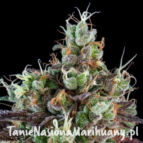 sour-ripper-auto-feminized-cannabis-seeds.jpg