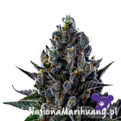 Firts-Lady-Anesia-Cannabismasters.jpg.webp