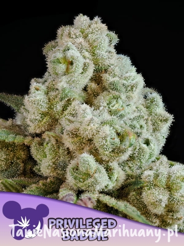 Privileged-Baddie-600x800-1.jpg