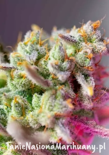 auto-sweet-mimosa-xl.webp
