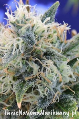 89354e593e9e5ca201ac72f24236b331