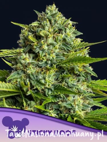 sticky-boof-600x800-1.jpg