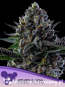 Fryday Boof - ANESIA SEEDS