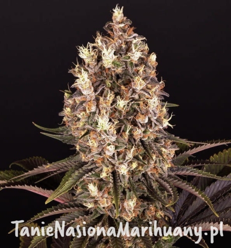 Blueberry-OG.jpg