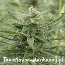 894c19aa00cd15a2a9385e8883702a7d