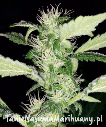 89ca984bcc3283c0ef1c6a313f04732b