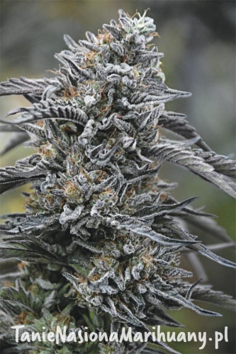 8a08ca9689417754ad9b2f6f30dae5c3