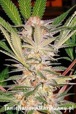 8a2573b16d64405cbfdf2d6f85859a1d