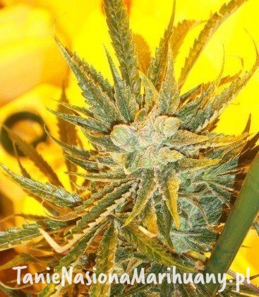 8a43f38e39b38c81be049a17c5db3c42