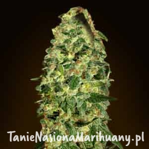 8a6d9fc444f194e9e8c7f1274388667b