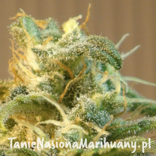 8a8781ad523e11f5fa87a0d83a427465