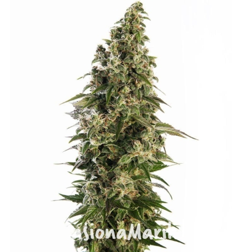 8ad676a843756bb869e1256d42f484e8