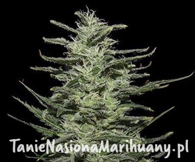 8b74aa3d32d7f0e181259ef6df755137