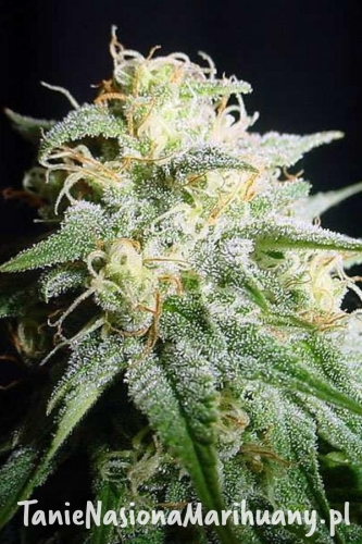 8c02e7b1478fdb73e5934e3503687afe