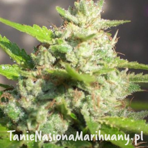 8c11ec04f6c309d1e0ae2d7409a34d08