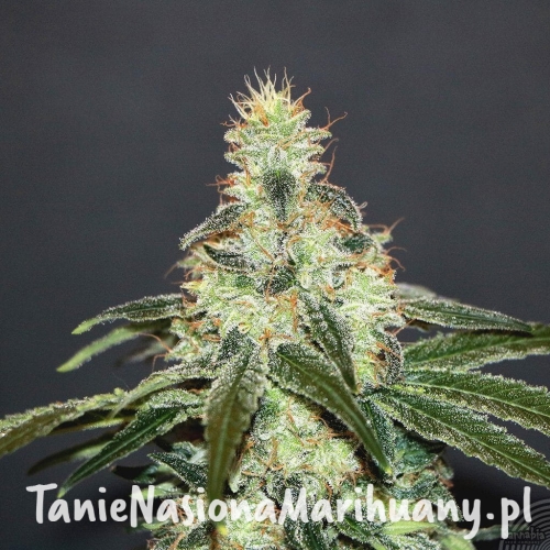 8c8051fe0fd9bc93662a44234435b5d9