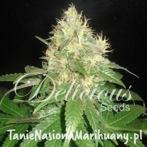 8c8797af745ad98570d86f92b4a884a9