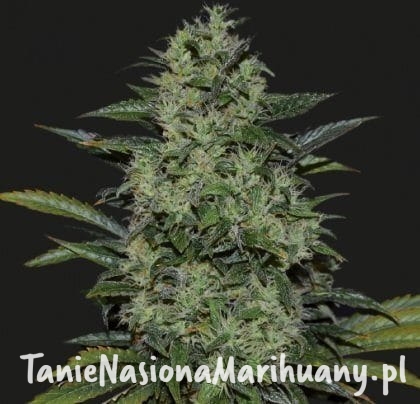 8ca91ef7a24abf0380f6f5fdcd6abbf2