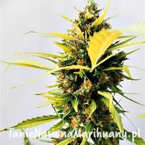 8d03012eb1fe24b7190c64f5200003ad