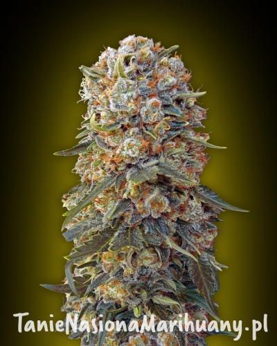 8d352ae36e9b5b3274eeb2113ece43f3