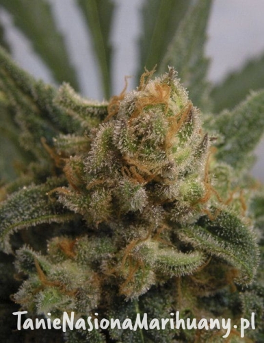 8d5ebe9ec5f2fca6277edc5beedccebd