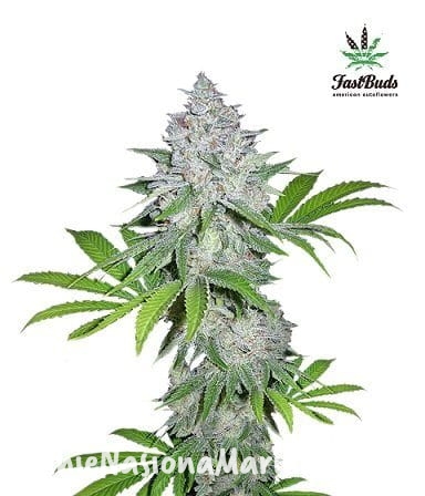 8d5f665adf2d5cf8a0455700a589706a