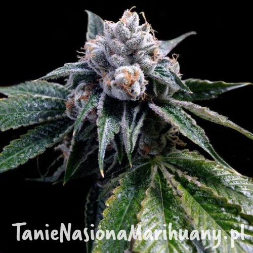 8d853c20c4a3d1204703036b22d09c9f