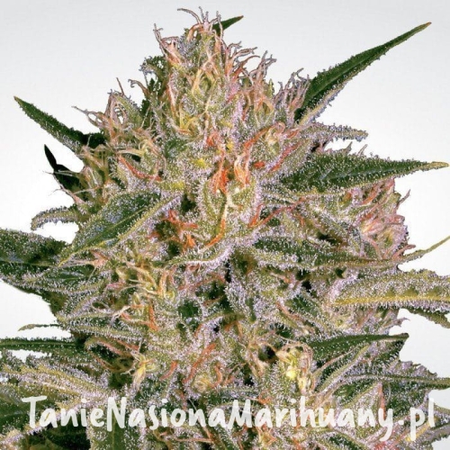 8e1ad84dff6e439754aa727cd7a28b90