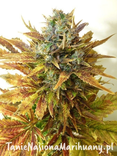 8e25c3e48db865107e5a437e826c1744