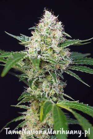 8e568b3b4ea8a79435cb7f99cae8dd1a