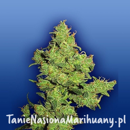 8eb812a7ef3efc747234430bde3e0663