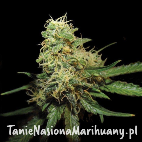 8ecbaccad978c46c201e51e0fad9e62d