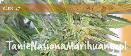 8eec369c06c07bf7ddde9bab193e3879