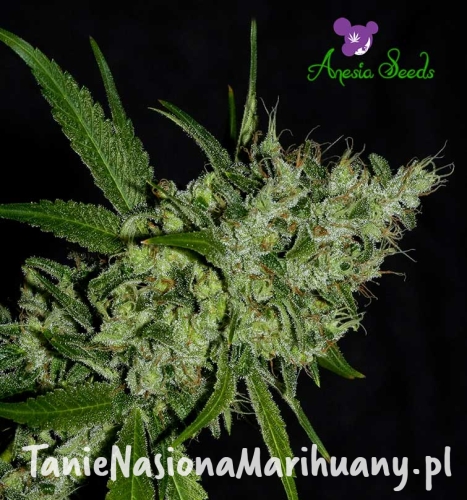 Chemdog-Anesia-Seeds-2.jpg
