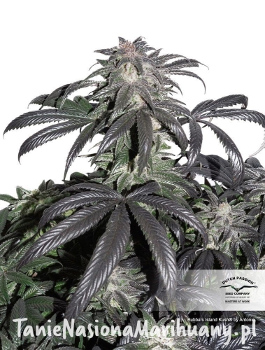 8f9a9fb00bf612ff20da1ce52a3101e0