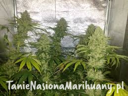 8ff4658a9d0016261e8aef081f8131f6