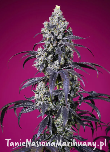 Tropicanna Cherry XL Auto.png