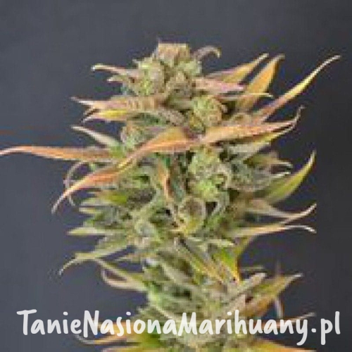 903bea22198aa5aa70bcdf6ce9be7113